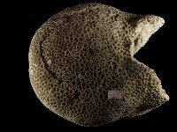 藏品(珊瑚化石)的圖片